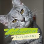 Gedanken-Experiment: Du bist Schrödingers Katze – Meditation und Quantenphysik