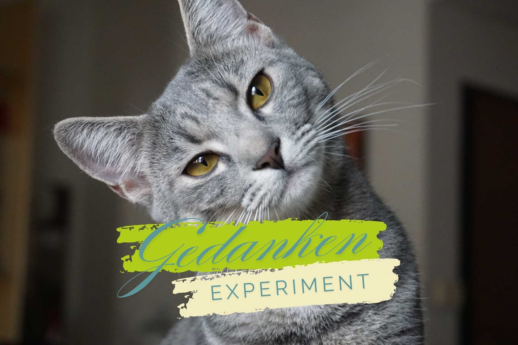 Gedanken-Experiment: Du bist Schrödingers Katze – Meditation und Quantenphysik