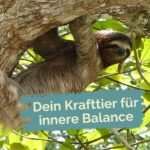 Foto eines Faultiers: Was ist dein Krafttier für innere Balance in diesem Sommer?