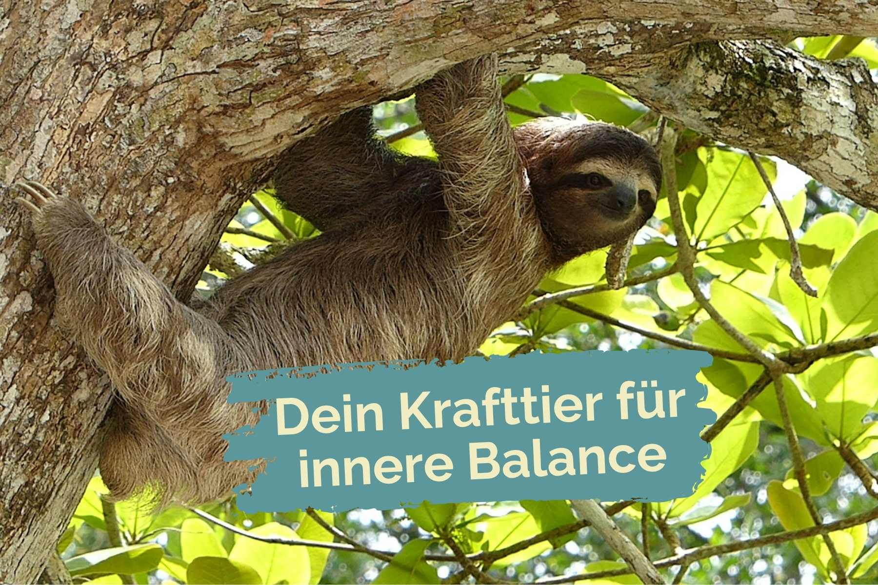 Foto eines Faultiers: Was ist dein Krafttier für innere Balance in diesem Sommer?