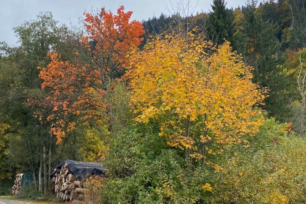Bunte Herbstbäume