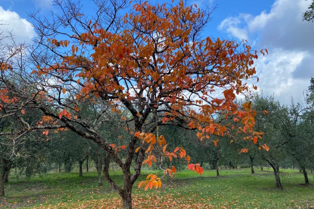 Herbst in der Toskana: Baum mit orange-roten Blättern, dahinter ein Olivenhain