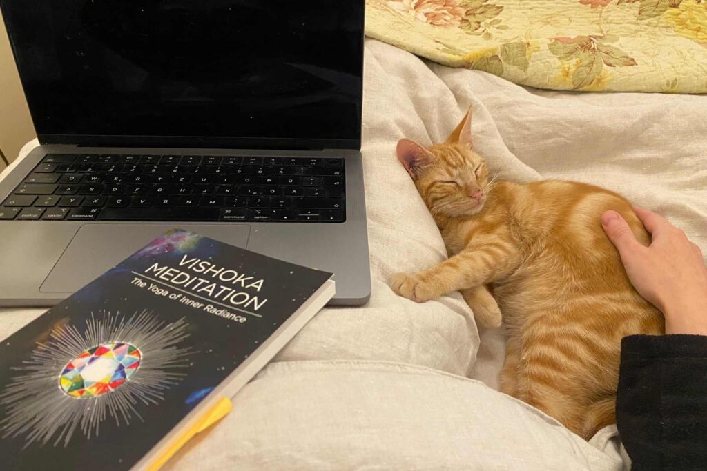 Mit Laptop, Buch und einem schlafenden Kätzchen im Bett: Vorbereitungen für das Vishoka Meditation Teacher Training